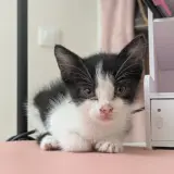 Adopta a Sin Nombre