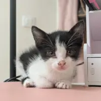 Adopta a Sin Nombre