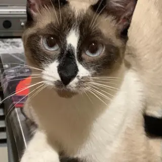 Nala