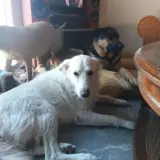 Adopta a Miguelín