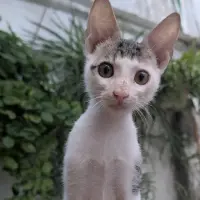 Adopta a Dairus
