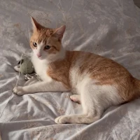 Adopta a Ulises