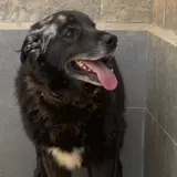 Adopta a Os