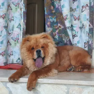 Pompón