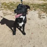 Adopta a Kratos
