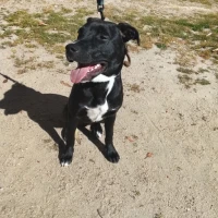 Adopta a Kratos