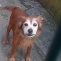 Adopta a Rubio