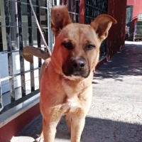 Adopta a Yoda