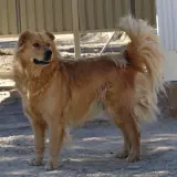 Adopta a Hommer