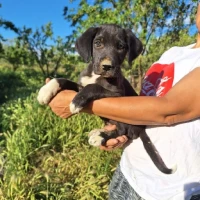 Adopta a Ponguito
