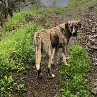 Nala