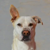 Adopta a Dharma