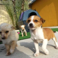 Centro Canino RESURJA