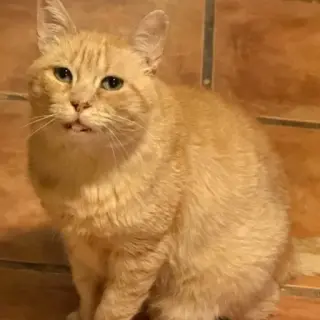 Ron