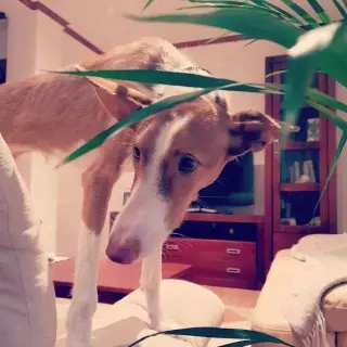 Bonnie