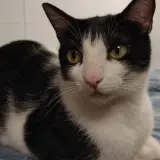 Adopta a Lupindo