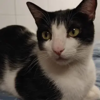 Lupindo