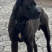 Adopta a Tro
