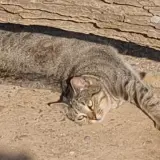 Adopta a Niña
