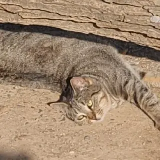 Niña