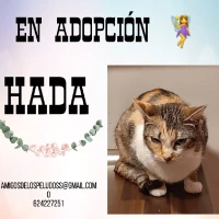 Adopta a Hada