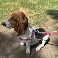Adopta a Bella