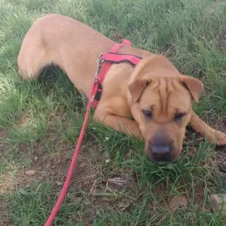 Dante
