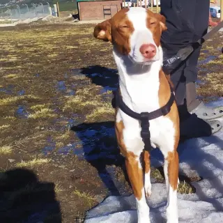 Lila