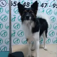 Adopta a Rayo