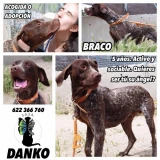 Adopta a Danko