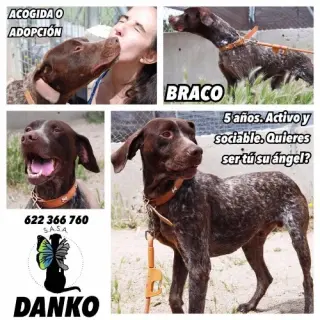 Danko