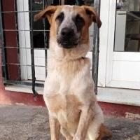 Adopta a Golfo