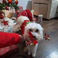 Adopta a Crystal