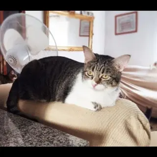 Bianca