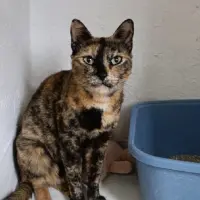 Adopta a Motas
