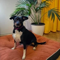 Adopta a Cocó