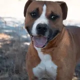 Adopta a Homer