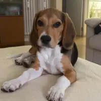 Adopta a Bowie