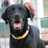 Adopta a Pin