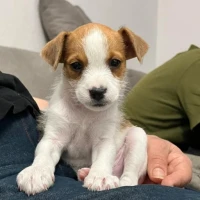 Adopta a Roco 2 Meses