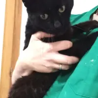 Adopta a Ámbar