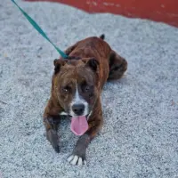 Adopta a Caín