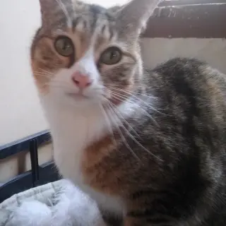 Nuca