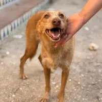 Adopta a Leco