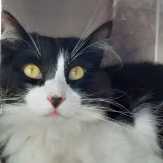 Zoe