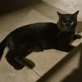 Adopta a Balú