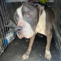 Adopta a Polo