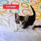Adopta a Chayane