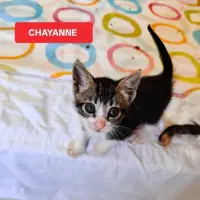 Adopta a Chayane