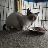 Adopta a Milan, Cay Y Silvestre